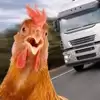 Chicken Challenge 3D