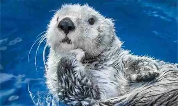 支付宝神奇海洋海獭经常会捂着眼睛或者捂脸是什么意思