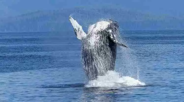 ftx惊爆“案中案”:有人被指曾利用ftx漏洞进行市场操纵获利数亿美元