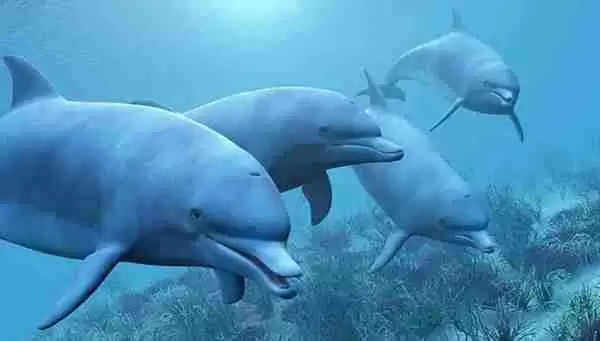 支付宝神奇海洋海豚是通过什么进行呼吸的