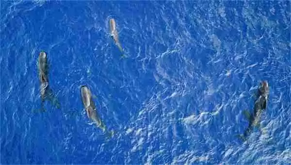 支付宝神奇海洋领航鲸之所以能领航是因为什么