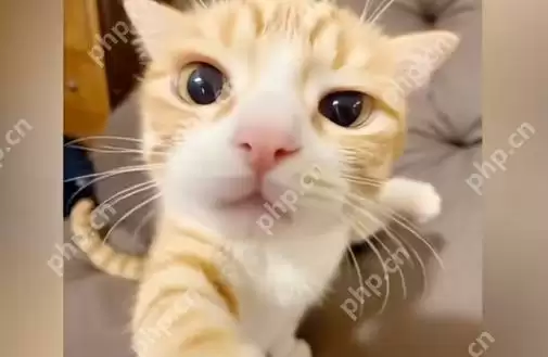 谁给我馒头谁给我拳头我都会记得是什么梗 抖音谁给我馒头的意思出处解释