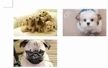 word图片怎样排版对齐？word图片对齐的方法