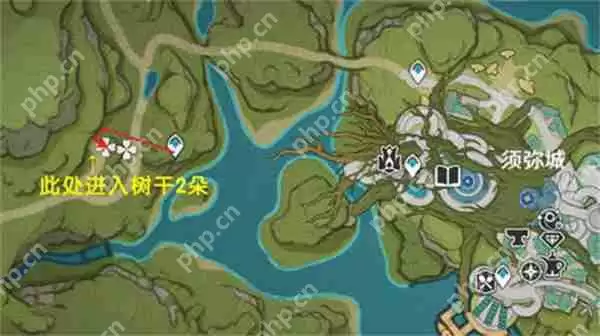 原神树王圣体菇采集路线攻略