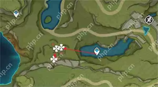 原神树王圣体菇采集路线攻略