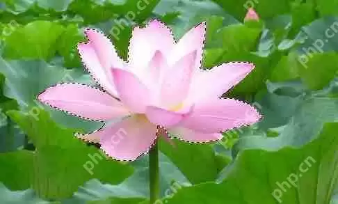 PS怎么把图抠出来不要背景?