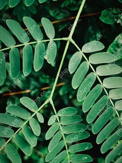 荣耀Magic6魔法摄影延时设置