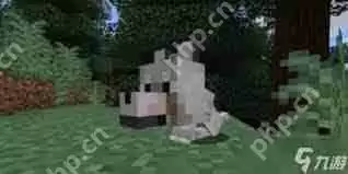 我的世界中如何将狗传送到指定位置-我的世界狗指定位置传送方法