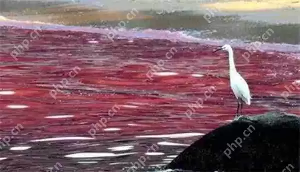 支付宝有一种叫红色幽灵的海洋污染现象是指的什么