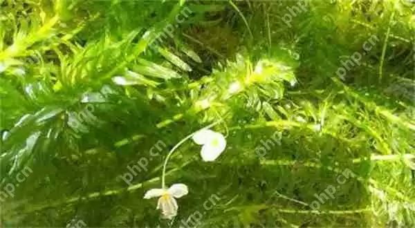 支付宝神奇海洋猜猜哪种海洋植物会开花