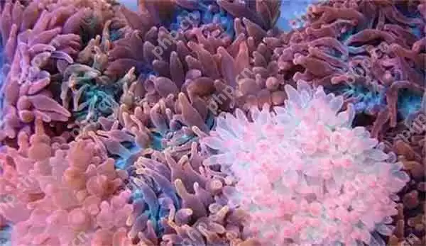 支付宝神奇海洋下列关于海葵说法正确的是