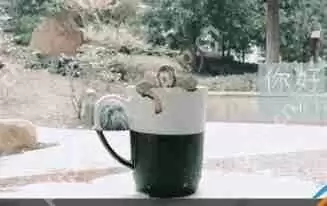 抖音APP怎么录制出跳进水杯特效？跳进水杯特效录制方法讲解