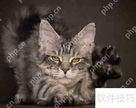 训练猫咪小技巧：当猫犯错时该怎么办？