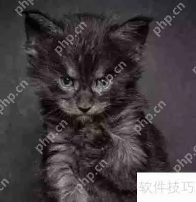 训练猫咪小技巧：当猫犯错时该怎么办？