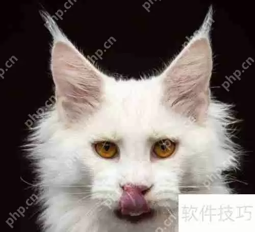 训练猫咪小技巧：当猫犯错时该怎么办？