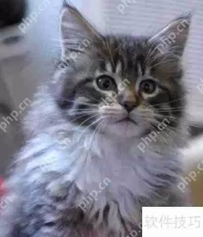 训练猫咪小技巧：当猫犯错时该怎么办？