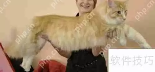 训练猫咪小技巧：当猫犯错时该怎么办？