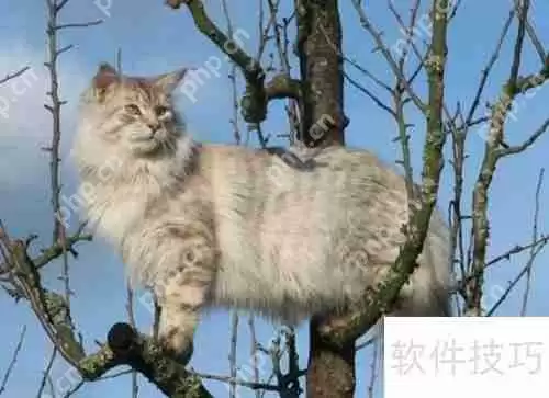 训练猫咪小技巧：当猫犯错时该怎么办？