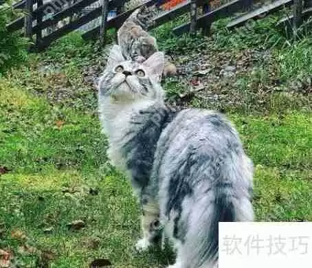训练猫咪小技巧：当猫犯错时该怎么办？