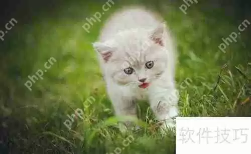 新手必看：正确网购英国短毛猫指南