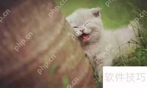 新手必看：正确网购英国短毛猫指南
