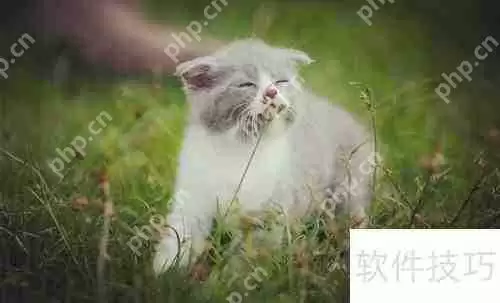 新手必看：正确网购英国短毛猫指南