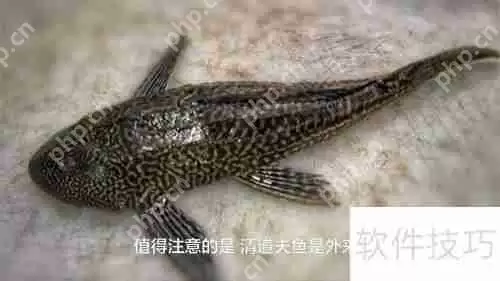 清道夫鱼不能吃的几个原因，最后一个最关键！