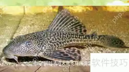 清道夫鱼不能吃的几个原因，最后一个最关键！