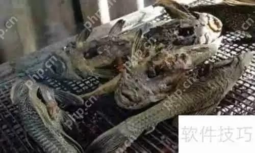 揭秘：清道夫真的能吃吗？带你了解真相