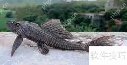 揭秘：清道夫真的能吃吗？带你了解真相