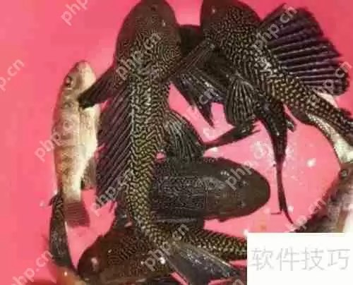 揭秘：清道夫真的能吃吗？带你了解真相