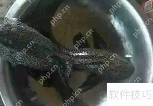 揭秘清道夫：它们到底吃什么？