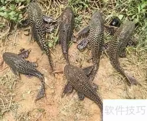 揭秘清道夫：它们到底吃什么？