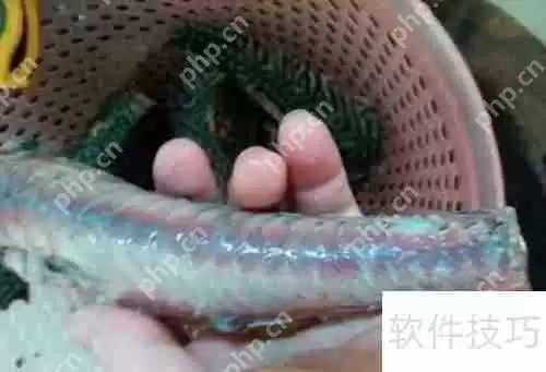 揭秘清道夫：它们到底吃什么？