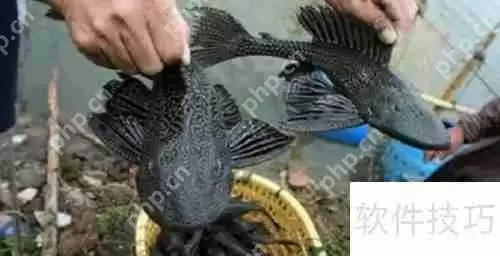 清道夫怎么吃：美味与健康的完美结合