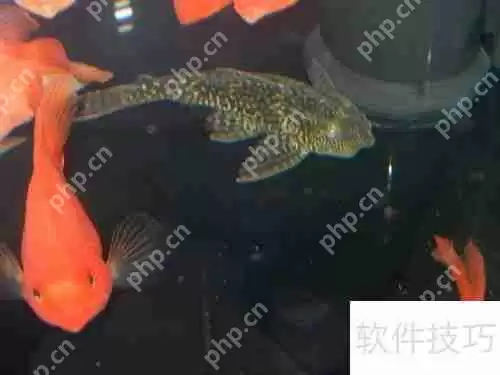 清道夫变白了怎么办颜色变浅如何处理