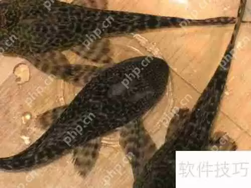 清道夫变白了怎么办颜色变浅如何处理