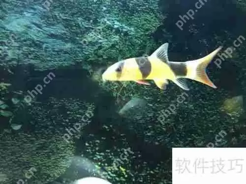 清道夫变白了怎么办颜色变浅如何处理