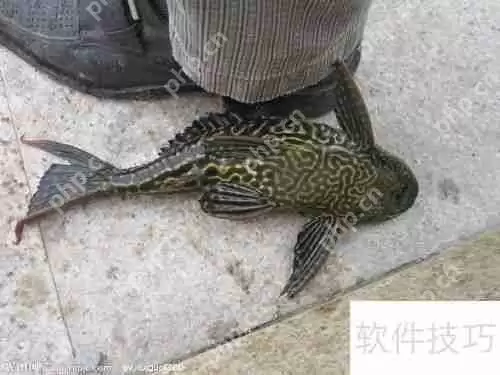 清道夫变白了怎么办颜色变浅如何处理