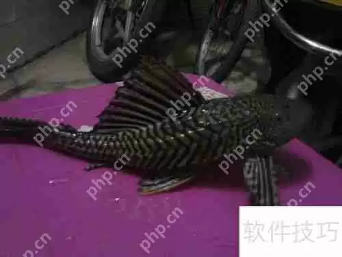 清道夫变白了怎么办颜色变浅如何处理