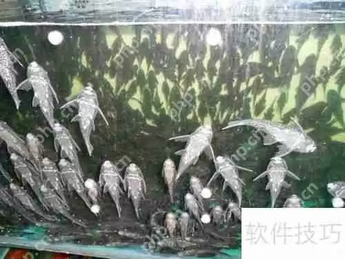 清道夫变白了怎么办颜色变浅如何处理