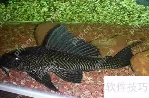 魔兽世界:清道夫坐骑获取攻略