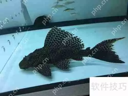 魔兽世界:清道夫坐骑获取攻略