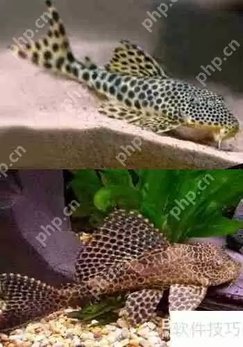 魔兽世界:清道夫坐骑获取攻略