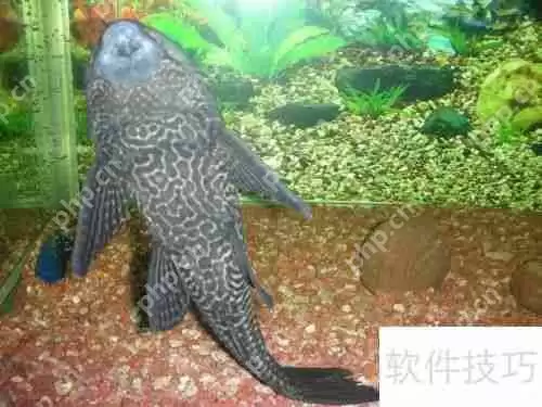 魔兽世界:清道夫坐骑获取攻略