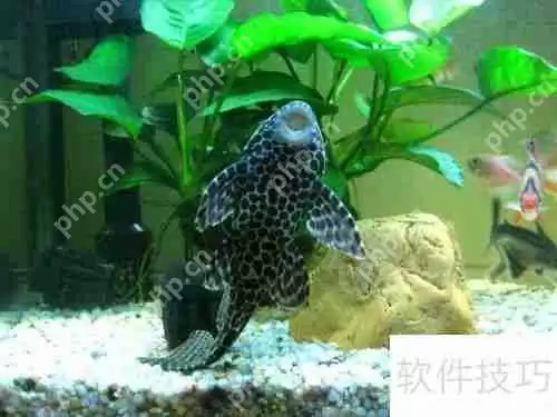 魔兽世界:清道夫坐骑获取攻略