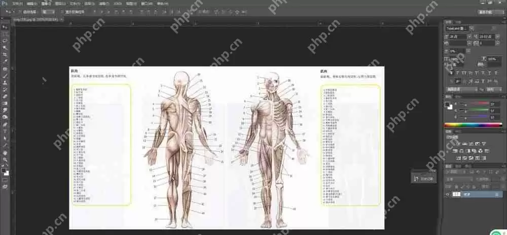 maya如何建模布线人体体块？建模布线人体体块操作流程一览