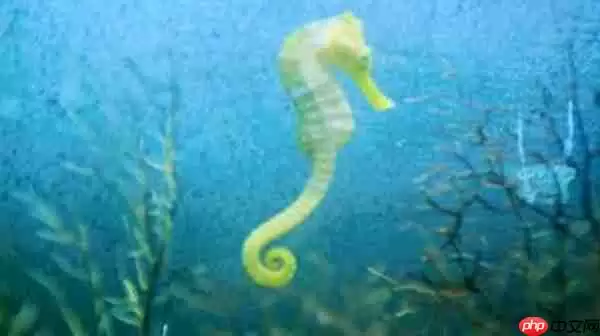 支付宝海马游泳的时候是什么姿势