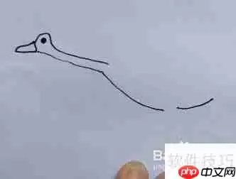 天鹅简笔画教程：学会画天鹅的方法