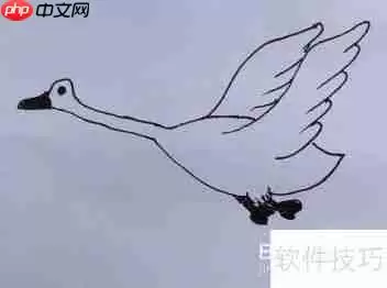 天鹅简笔画教程：学会画天鹅的方法